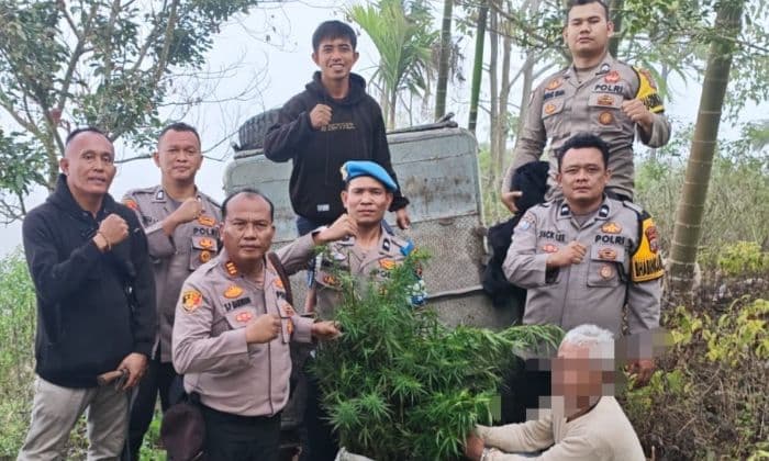 tanam_ganja_di_ladang_petani_di_tanah_pinem_ditangkap_polisi_