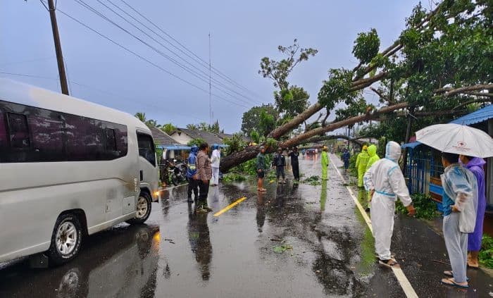 hujan_lebat_dan_angin_kencang_pohon_akasia_tumbang_halangi_jalan_di_babalan_langkat_