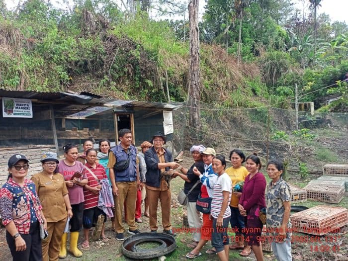 pemkab_toba_salurkan_700_ayam_petelur_ke_tiga_kelompok_tani_untuk_perkuat_ketahanan_pangan