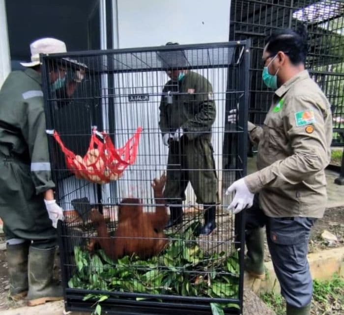 empat_orangutan_korban_perdagangan_ilegal_direhabilitasi_di_langkat