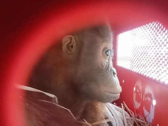 karantina_sumut_awasi_pemulangan_orang_utan_asal_sumatra_dari_thailand