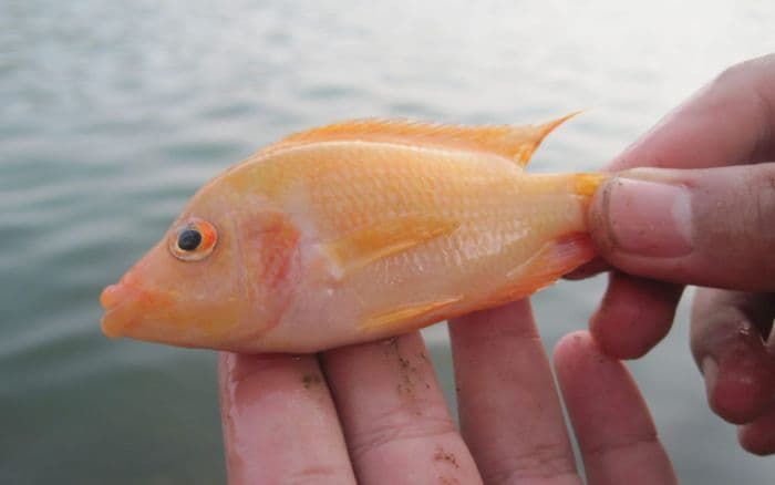 nelayan_sigumpar_keluhkan_ikan_red_devil_punahkan_mujair_di_danau_toba