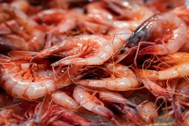 udang_beku_indonesia_kembali_ditarik_di_as_diduga_terpapar_zat_radioaktif_cs137