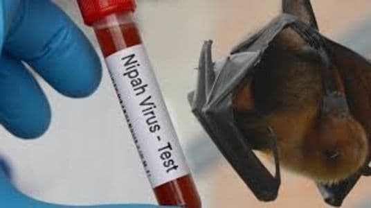 india_laporkan_lima_kasus_virus_nipah_di_benggala_barat_indonesia_tingkatkan_kewaspadaan