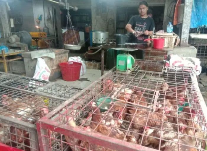 dampak_mbg_harga_daging_ayam_meroket_di_pasar_balige