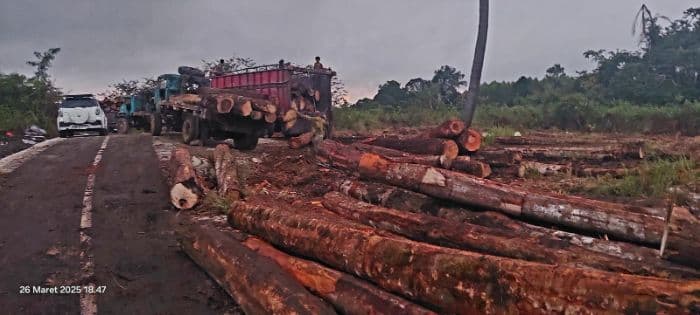 aktivitas_pengambilan_kayu_log_di_hutan_parbuluan_v_dairi_diduga_ilegal_