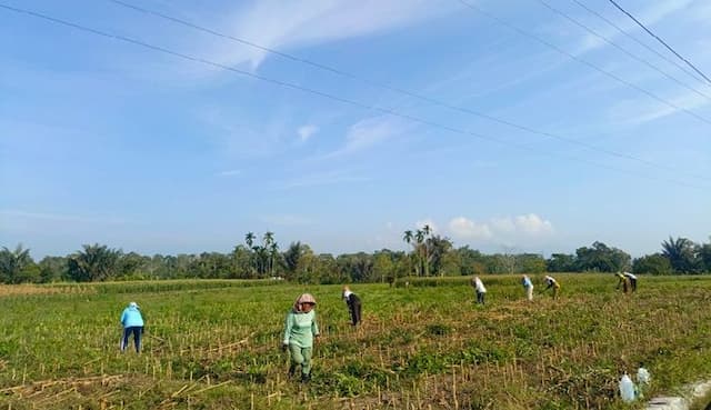 kemarau_panjang_ancam_petani_simalungun_irigasi_rusak_picu_risiko_gagal_panen