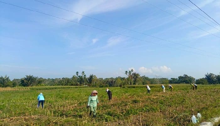 kemarau_panjang_ancam_petani_simalungun_irigasi_rusak_picu_risiko_gagal_panen