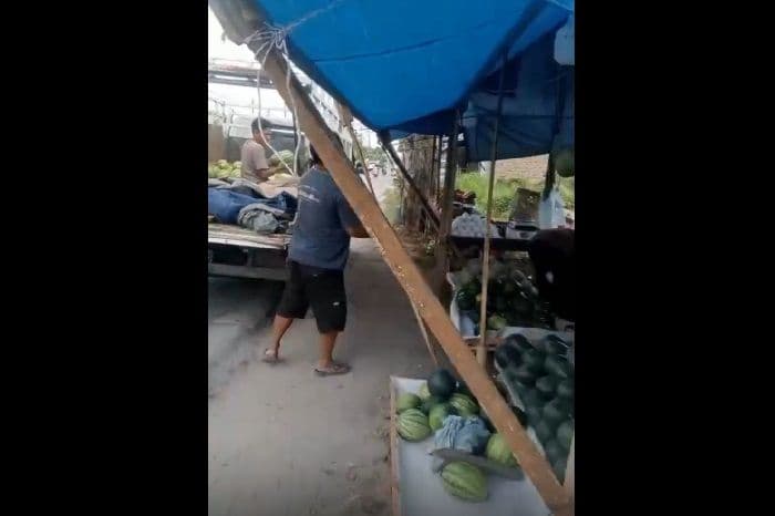 musim_panas_berkepanjangan_petani_semangka_sumut_alami_kerugian