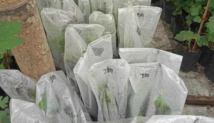 warga_beringin_deli_serdang_budidaya_tanaman_anggur_bibit_dijual_rp500_ribu