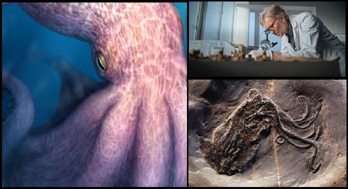 nanaimoteuthis_kraken_purba_penguasa_laut_zaman_dinosaurus_yang_akhirnya_terungkap