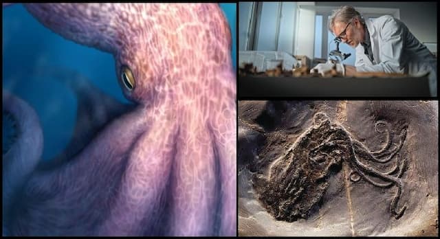 nanaimoteuthis_kraken_purba_penguasa_laut_zaman_dinosaurus_yang_akhirnya_terungkap