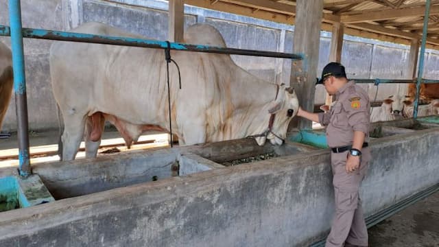 cegah_pmk_bvet_medan_salurkan_41500_vaksin_jelang_iduladha