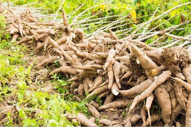 harga_singkong_anjlok_ini_penjelasan_dari_pabrik_tapioka_di_pematangsiantar