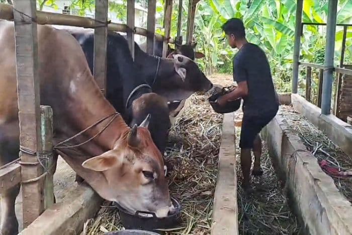 dinas_pertanian_padangsidimpuan_catat_1510_sapi_kurban_untuk_iduladha_2025