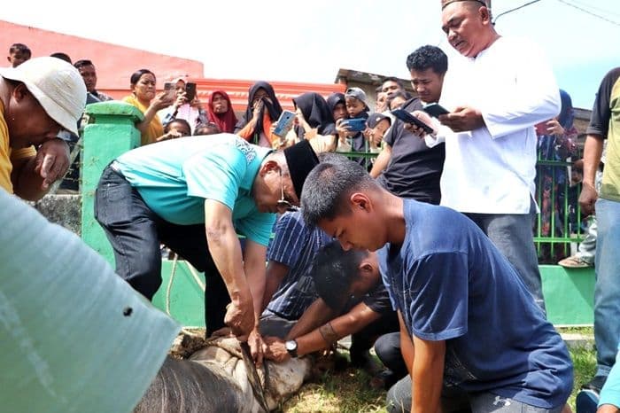 bupati_simalungun_sembelih_10_sapi_kurban_iduladha_berlangsung_khidmat