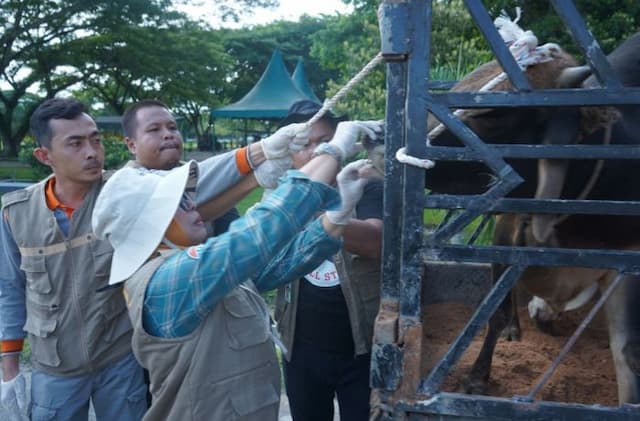 pemeriksaan_hewan_kurban_di_asahan_diperketat_jelang_idul_adha_1447_h