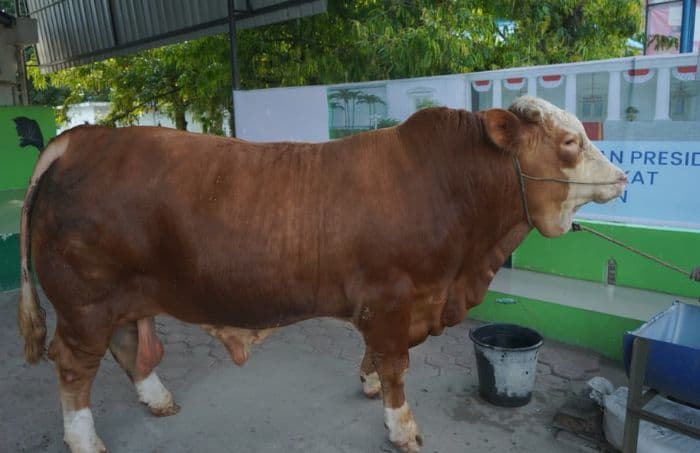 pemkab_asahan_terima_sapi_kurban_bantuan_presiden_bobot_8465_kilogram