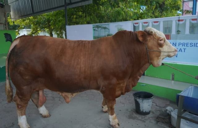 pemkab_asahan_terima_sapi_kurban_bantuan_presiden_bobot_8465_kilogram