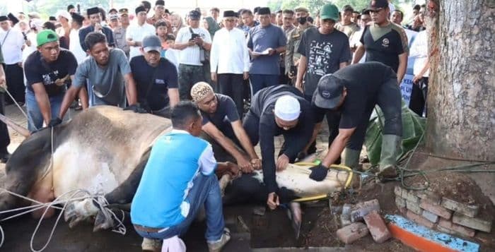 presiden_prabowo_berkurban_di_binjai_sapi_belgian_blue_dibeli_dari_peternakan_lokal