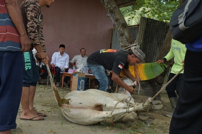 wabup_sergai_serahkan_sapi_kurban_untuk_pwi_bentuk_apresiasi_kepada_insan_pers