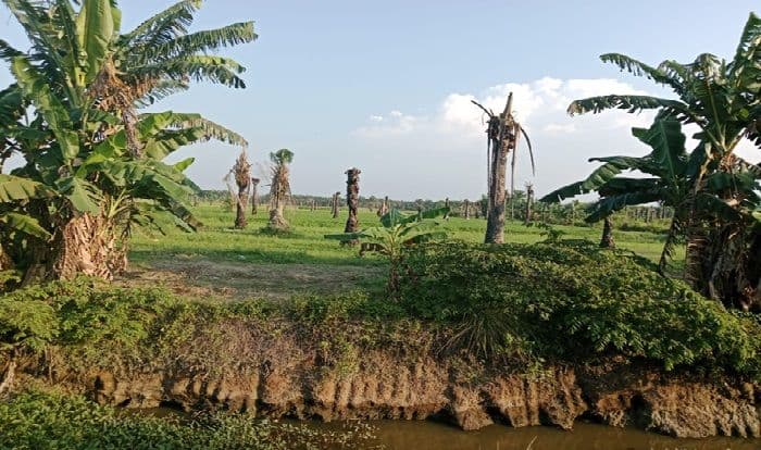 lahan_hgu_ptpn_1_regional_1_di_deli_serdang_berubah_menjadi_persawahan