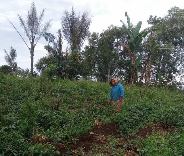 petani_di_dairi_resah_ubi_hampir_satu_ton_dicuri