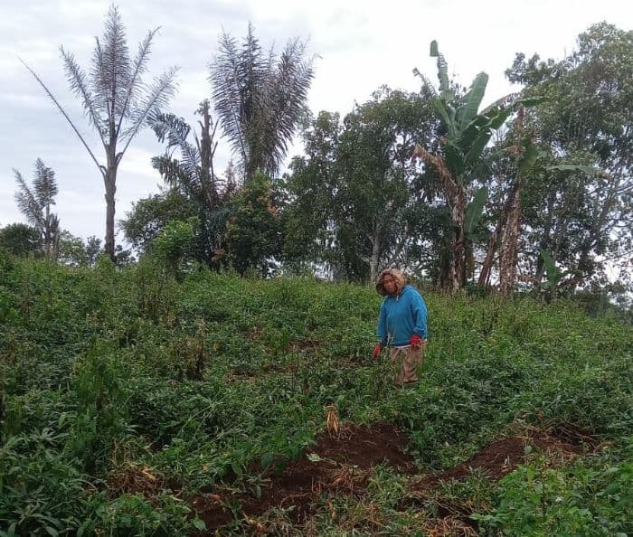 petani_di_dairi_resah_ubi_hampir_satu_ton_dicuri