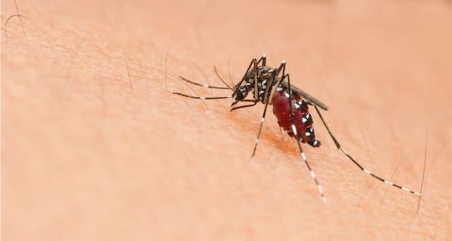china_dilanda_wabah_chikungunya_lebih_dari_4000_kasus_terkonfirmasi