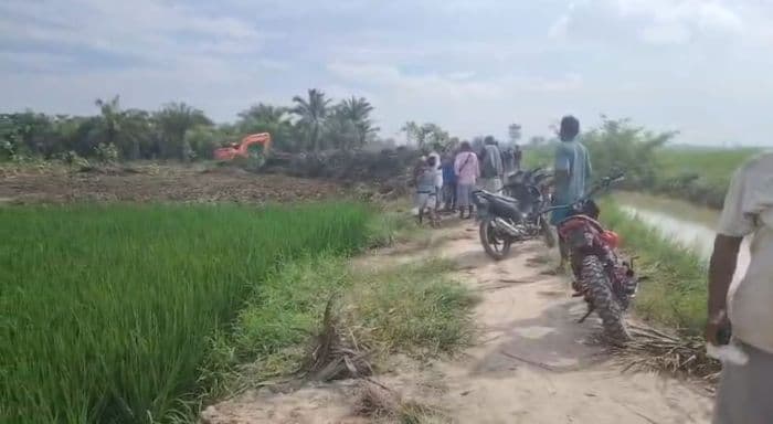 proyek_cetak_sawah_dikeluhkan_picu_hama_tikus_dinas_pertanian_sergai_cari_solusi