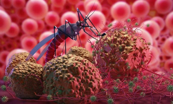 dua_orang_meninggal_karena_malaria_di_bandara_frankfurt_jerman