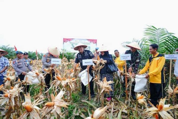 forkopimda_batu_bara_bersama_kelompok_tani_panen_jagung_kedua_di_lahan_pt_psu