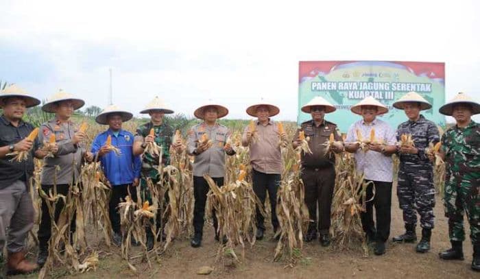 panen_raya_jagung_di_asahan_polres_dan_forkopimda_bersinergi_jaga_ketahanan_pangan