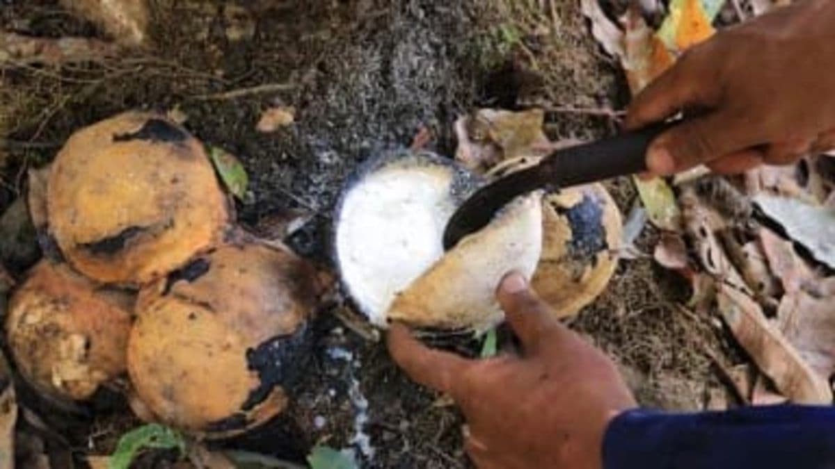 harga_karet_dunia_ikuti_minyak_mentah_produksi_sumut_tertekan_hujan