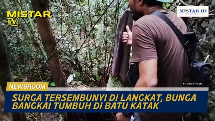newsroom_surga_tersembunyi_di_langkat_bunga_bangkai_tumbuh_di_batu_katak