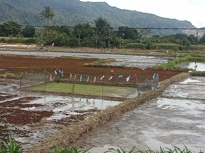 tanam_padi_serentak_di_porsea_petani_harap_pupuk_subsidi_tidak_langka