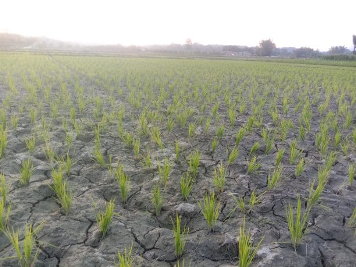 petani_porsea_harapkan_hujan_tanaman_padi_mulai_terdampak_kekeringan