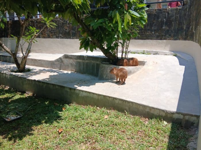 capybara_hadir_di_taman_hewan_pematangsiantar_destinasi_edukasi_sumut_makin_ramai