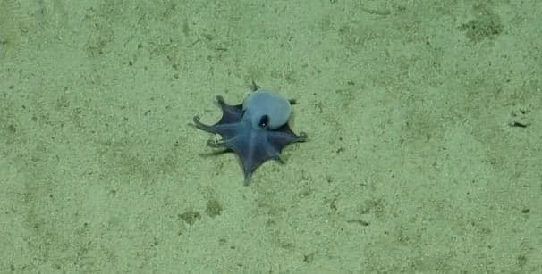 ilmuwan_temukan_spesies_baru_gurita_biru_mini_di_laut_dalam_galapagos