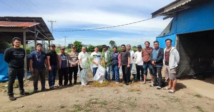 petani_cabai_di_karo_ditangkap_sembunyikan_14_batang_ganja_di_perladangan