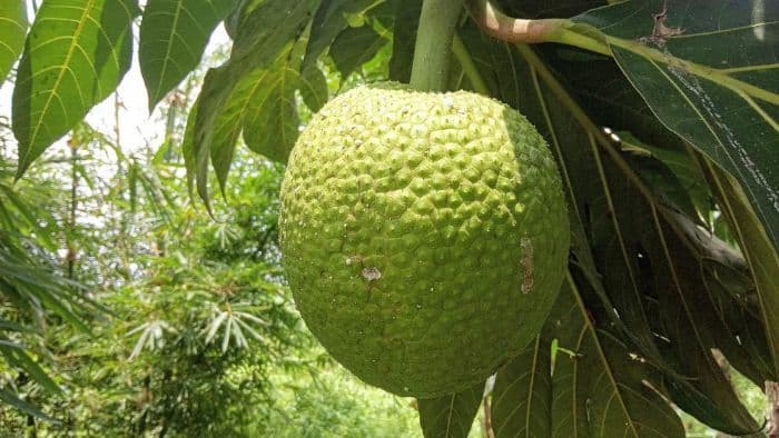 guru_besar_ipb_sebut_sukun_berpotensi_jadi_superfood_masa_depan_indonesia