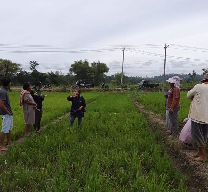 padi_warga_toba_terserang_penyakit_dinas_pertanian_lakukan_gerdal