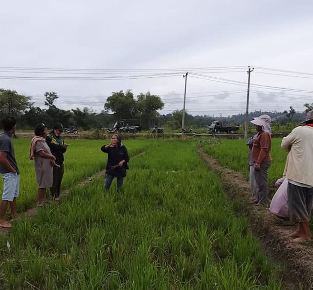 padi_warga_toba_terserang_penyakit_dinas_pertanian_lakukan_gerdal