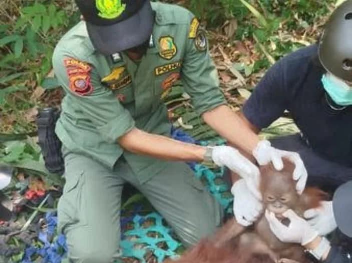 tiga_orangutan_kalimantan_dievakuasi_dan_dilepasliarkan_ke_taman_nasional_gunung_palung
