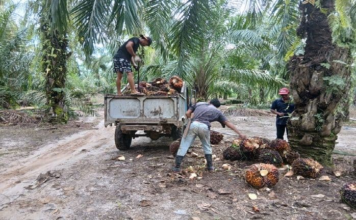 harga_sawit_di_simalungun_tembus_rp2940kg_petani_masih_keluhkan_hasil_panen