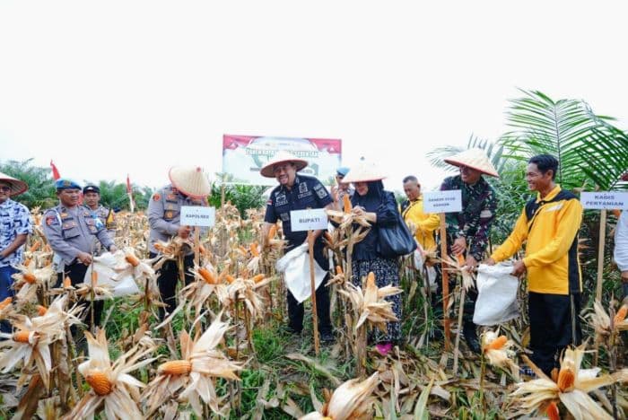 kuartal_iii_polres_batu_bara_akan_panen_168_hektare_jagung_dengan_target_672_ton