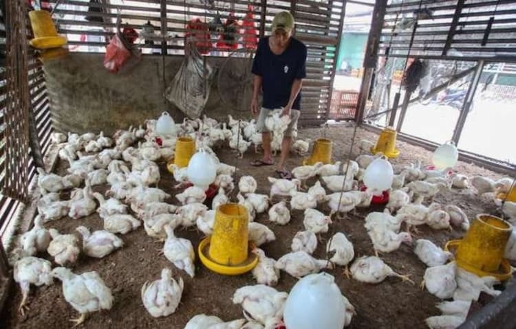 over_supply_tekan_harga_ayam_peternak_terancam_merugi