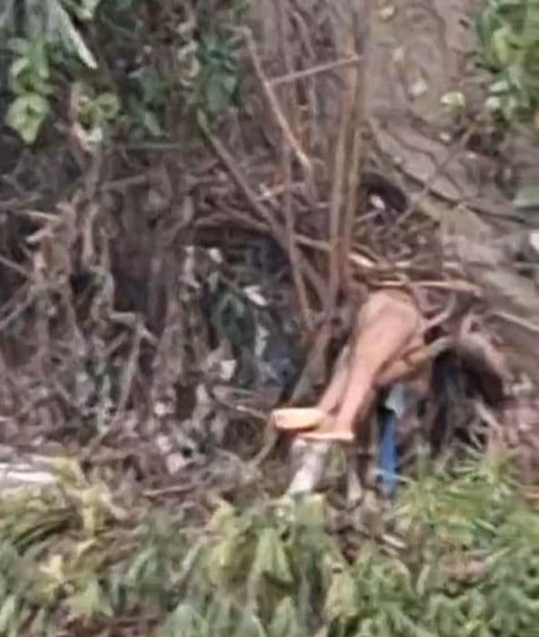 mayat_wanita_ditemukan_tersangkut_akar_pohon_di_sungai_batang_angkola