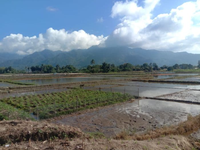 kabupaten_toba_diguyur_hujan_petani_porsea_bersyukur