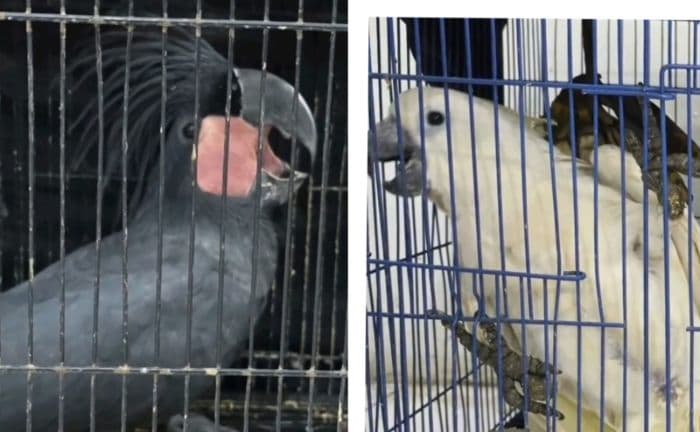 klh_dan_polda_sumut_gagalkan_perdagangan_tujuh_burung_dilindungi_di_deli_serdang